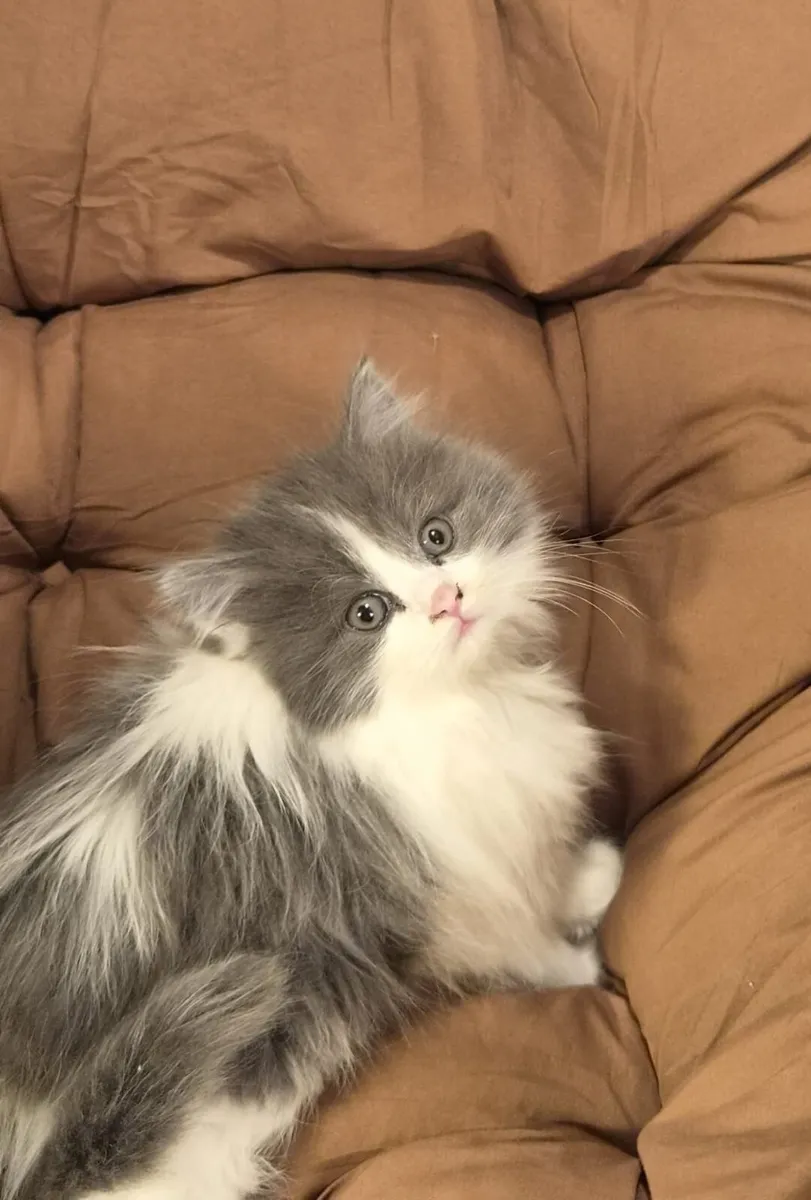 Maine Coon, Scottish Longhair Cross Kittens - Image 1
