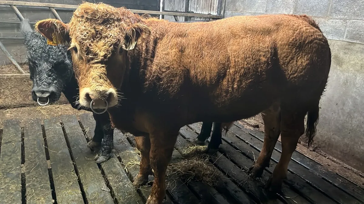 PBR Limousin bull - Image 1