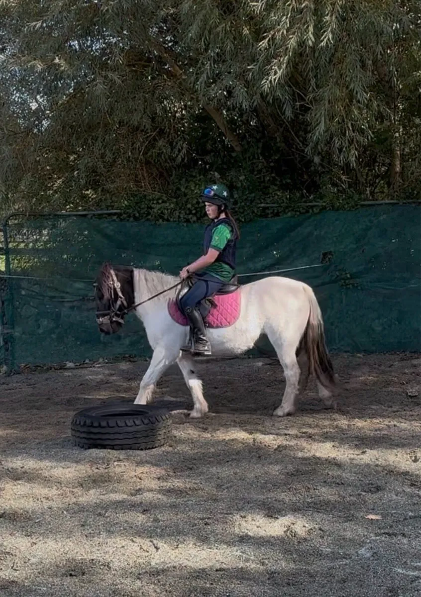 QUIET STARTER/ PROJECT PONY - Image 1