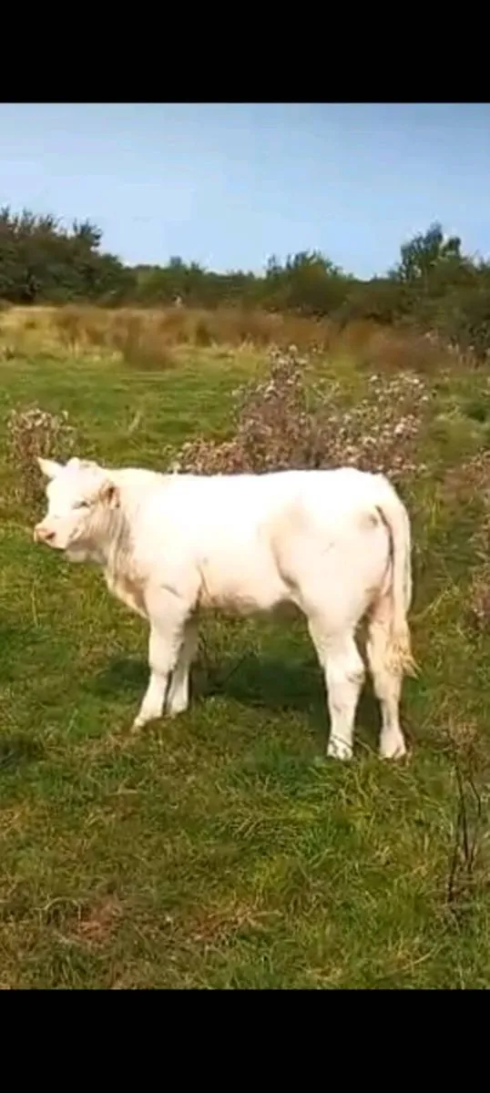Pedigree charolai heifer clenagh superior - Image 2