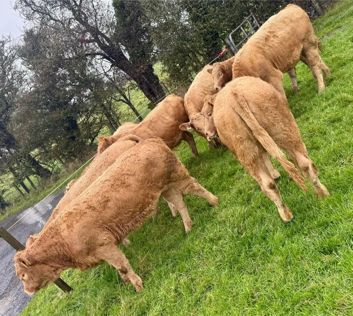 💥🟠 Charolise Heifer Weanlings 🟠💥 - Image 3