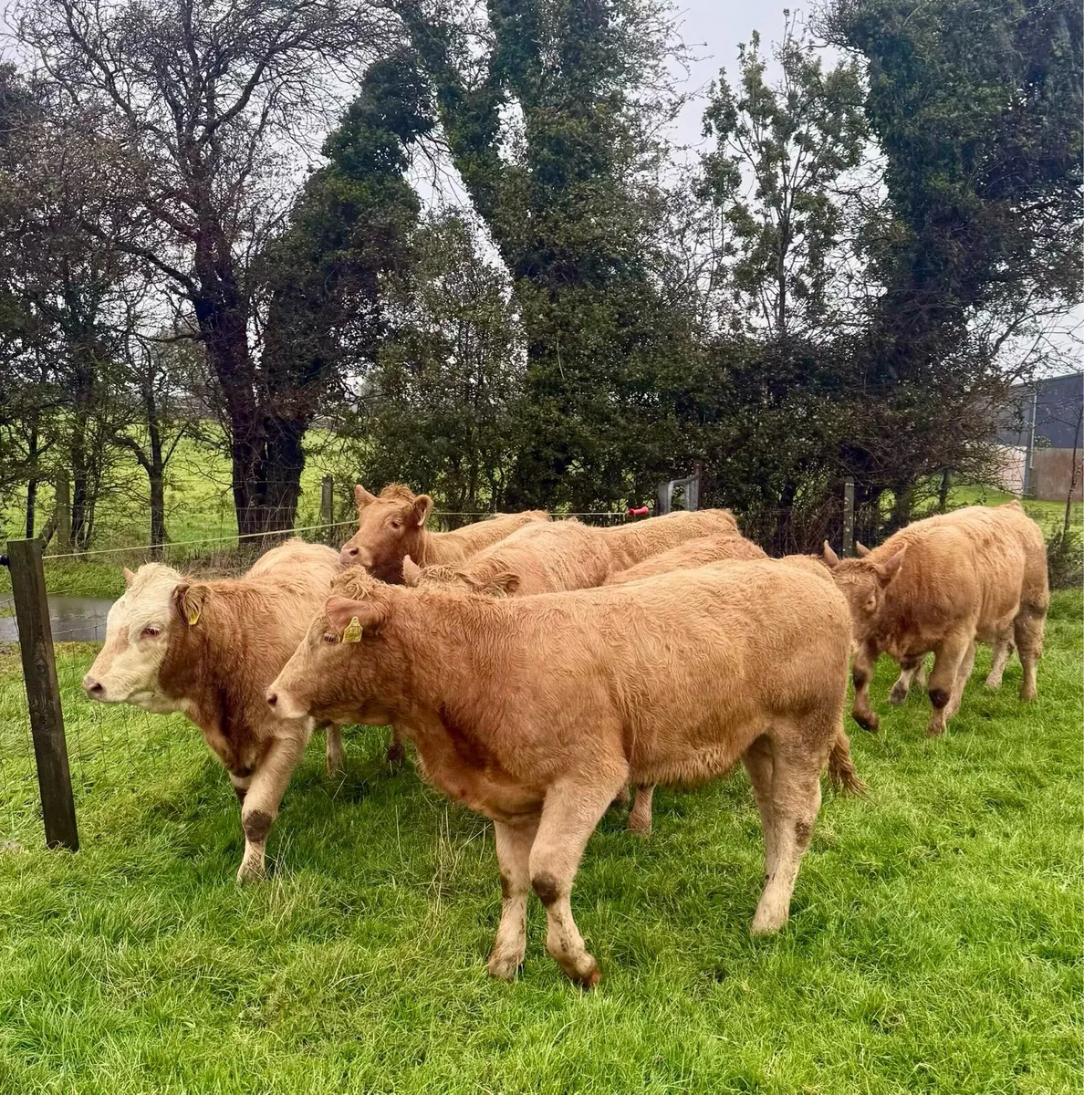 💥🟠 Charolise Heifer Weanlings 🟠💥 - Image 4