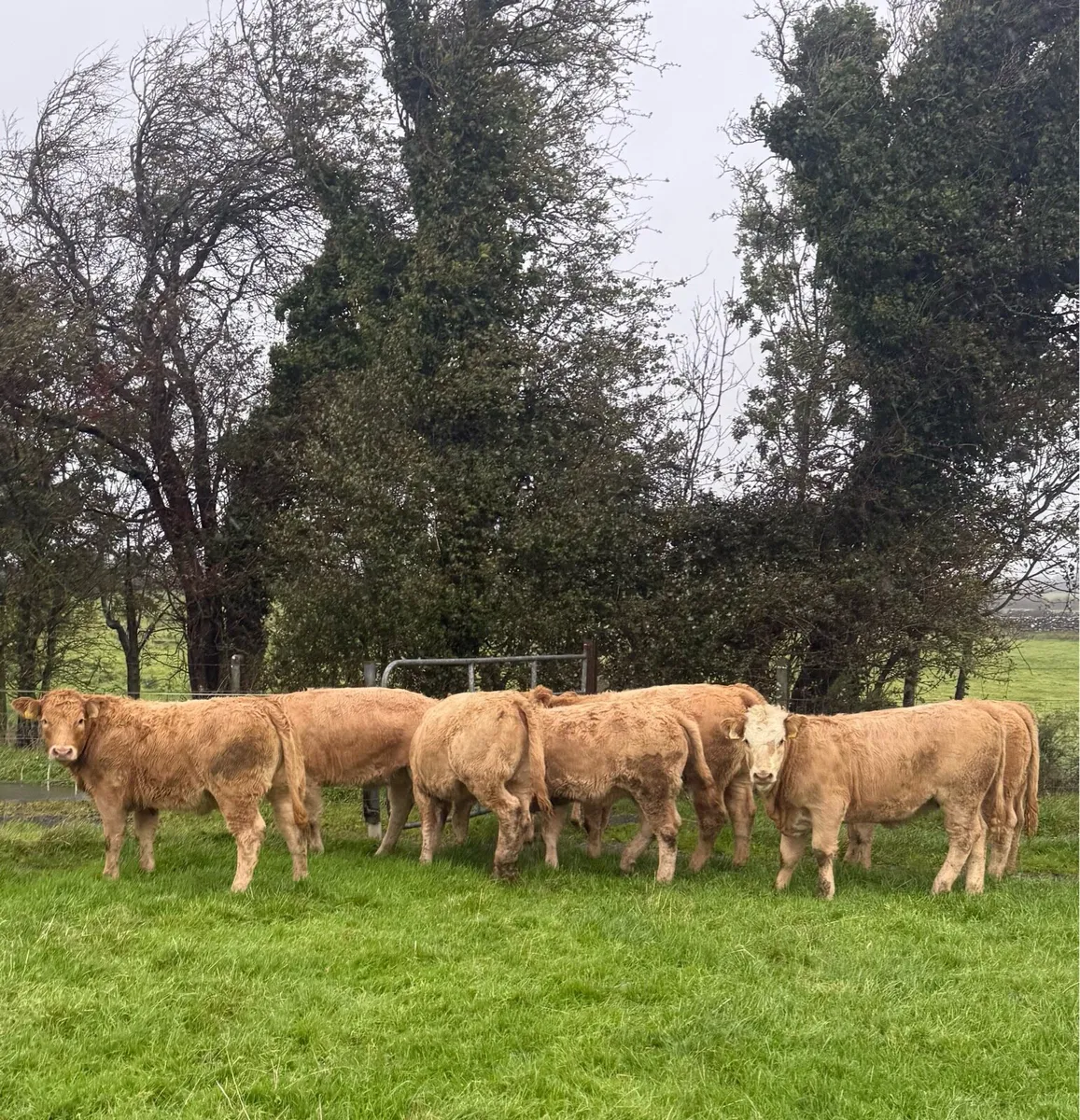 💥🟠 Charolise Heifer Weanlings 🟠💥 - Image 1