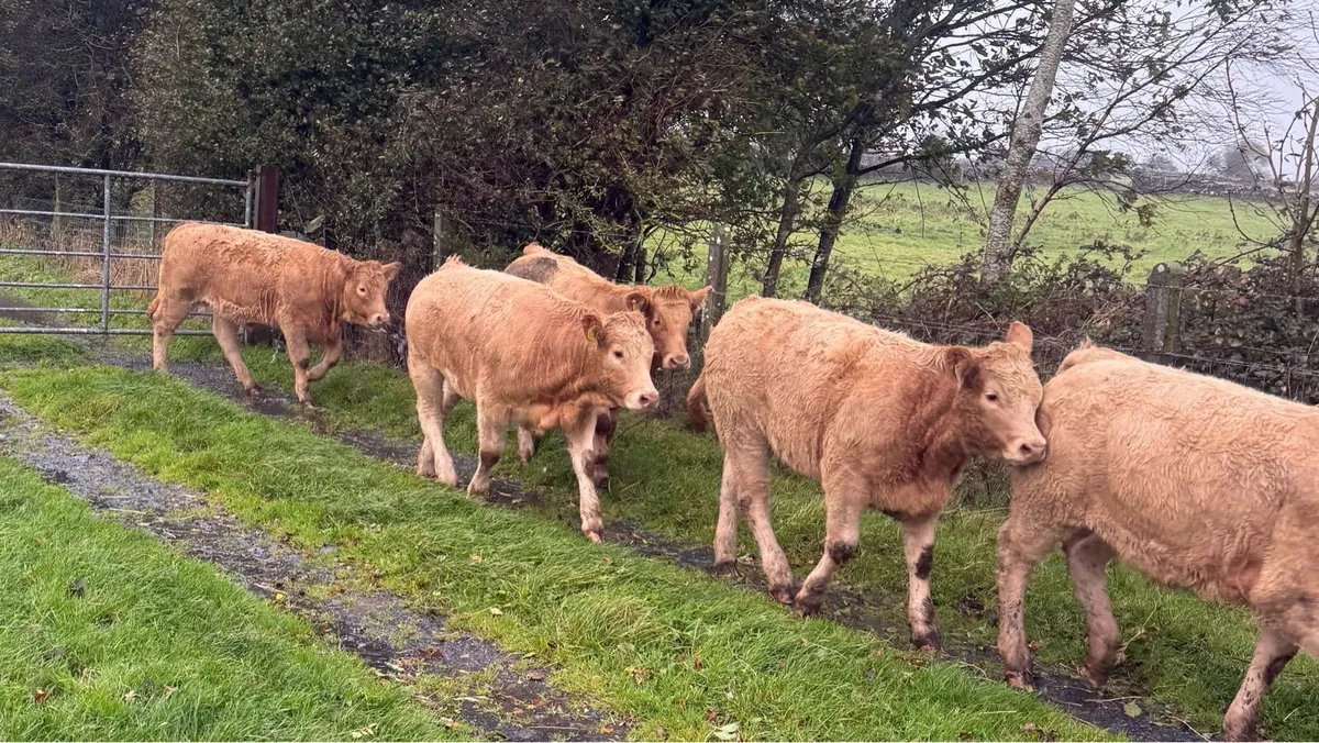 💥🟠 Charolise Heifer Weanlings 🟠💥 - Image 2