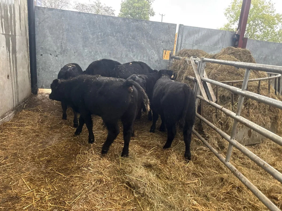 6 super suckler bred Angus bulls - Image 1