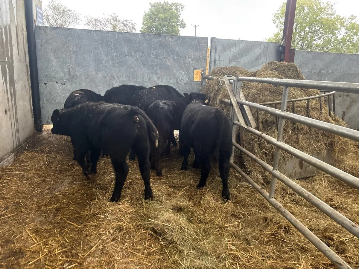 6 super suckler bred Angus bulls - Image 2