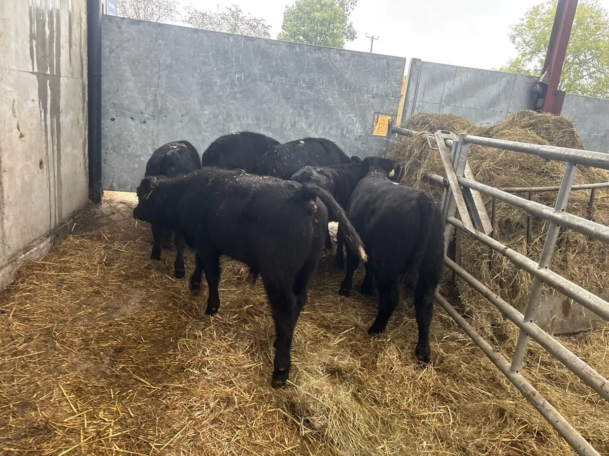 6 super suckler bred Angus bulls - Image 3