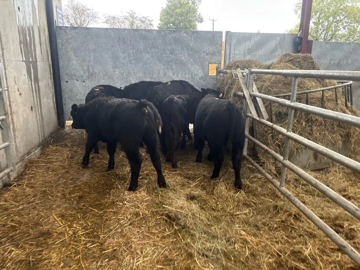 6 super suckler bred Angus bulls - Image 4