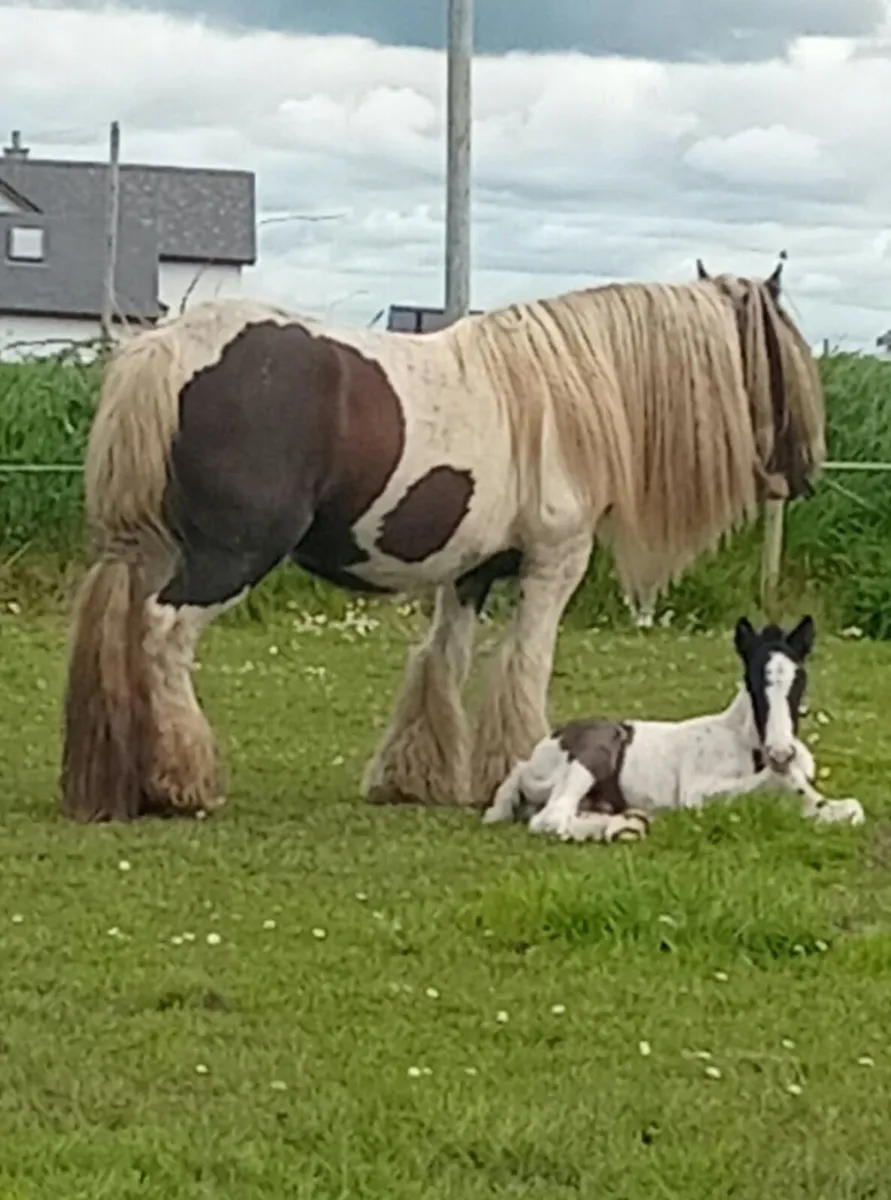 Horse - Image 3
