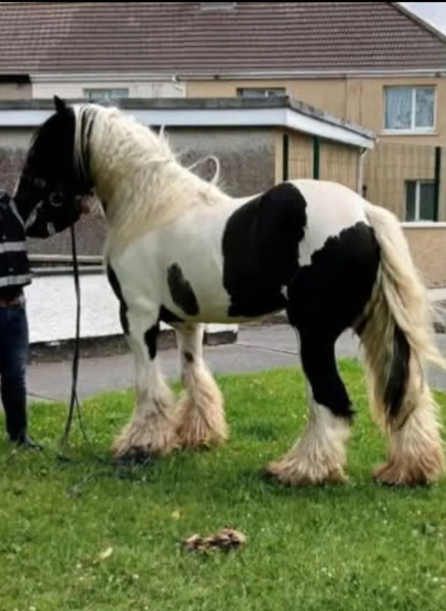 Horse - Image 4