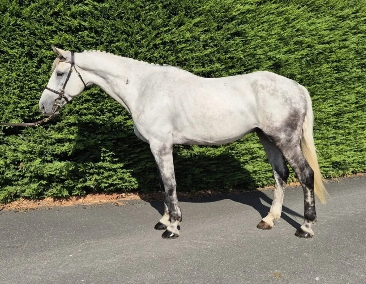 7 year old gelding - Image 1