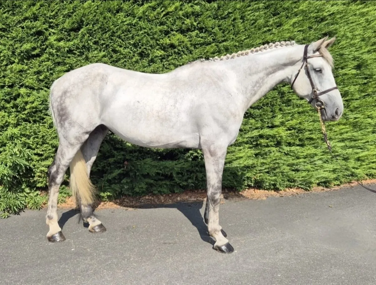 7 year old gelding - Image 2