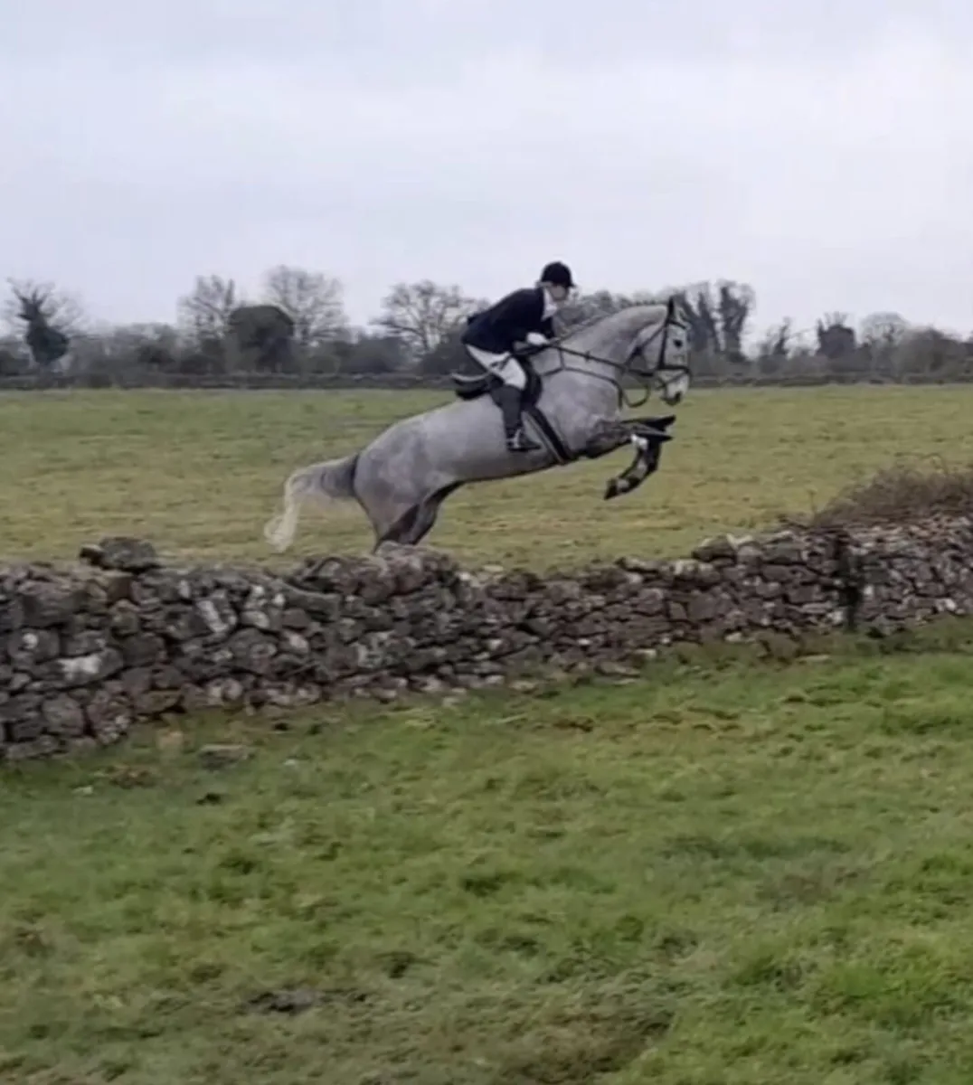 7 year old gelding - Image 4