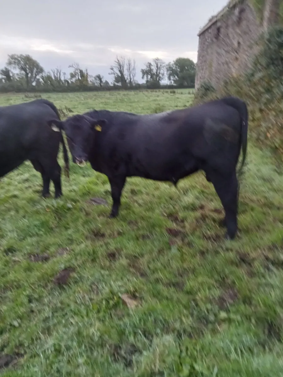 Pedigree Angus Bull - Image 1
