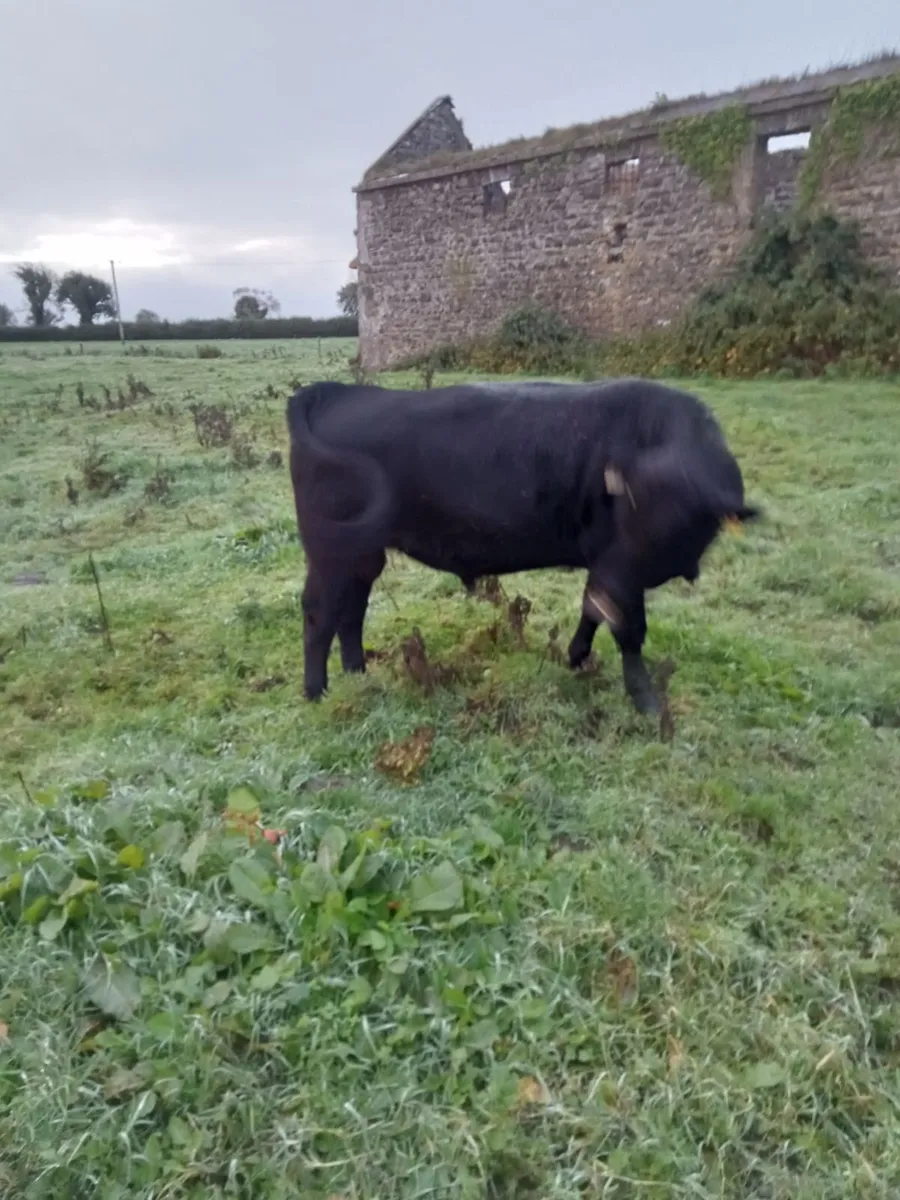 Pedigree Angus Bull - Image 3