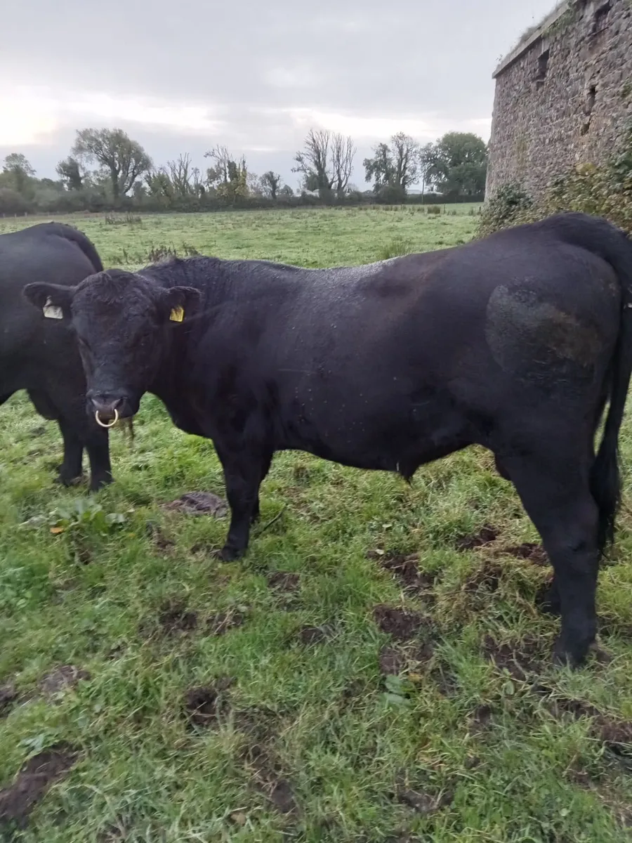 Pedigree Angus Bull - Image 4