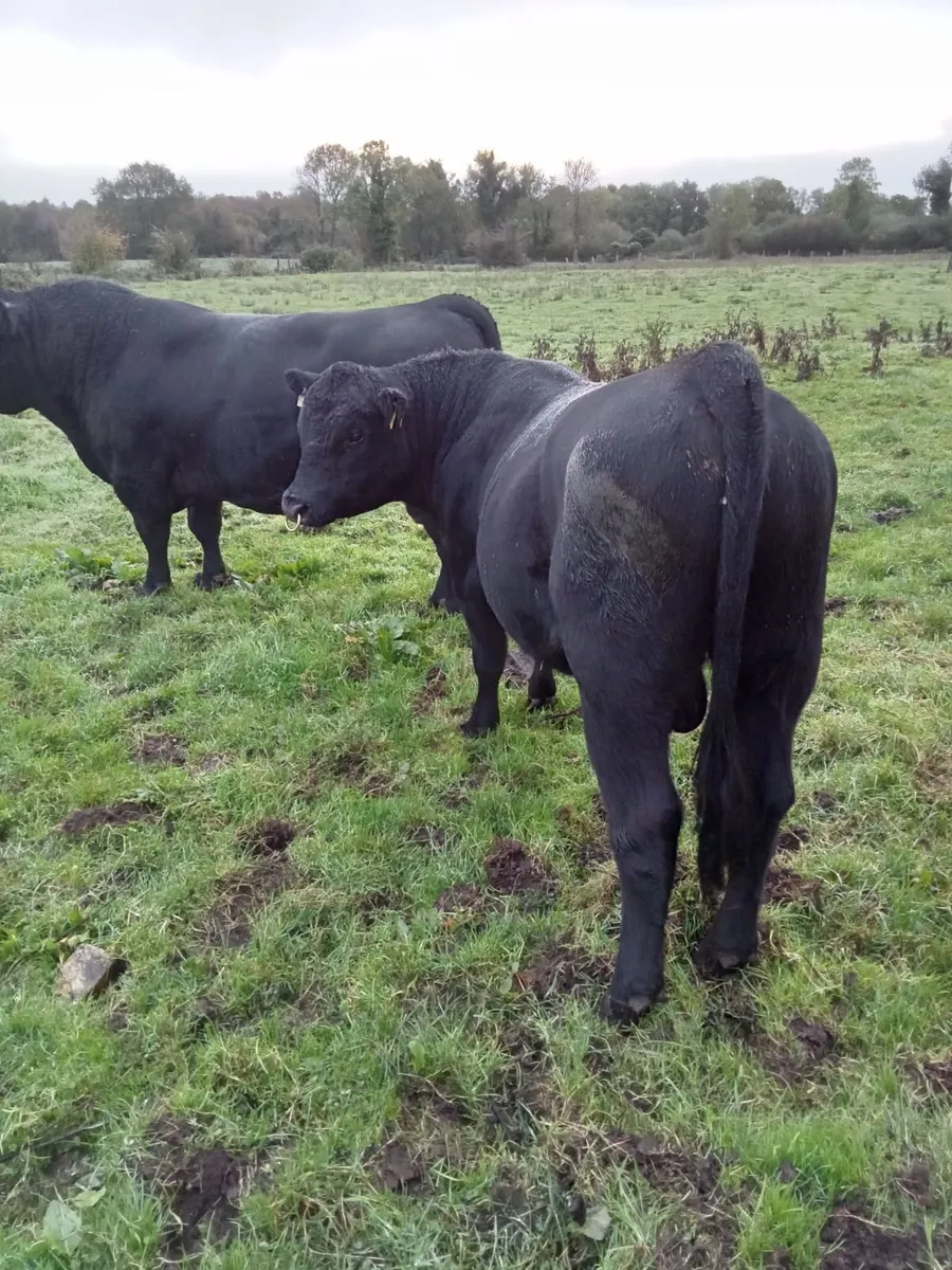 Pedigree Angus Bull - Image 2