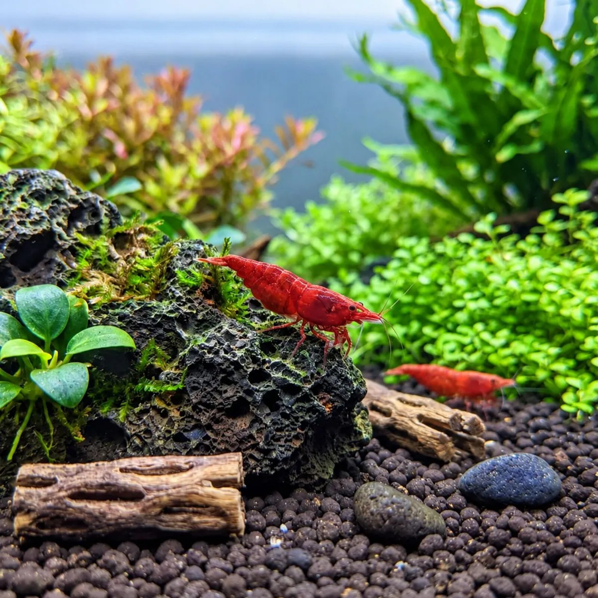 Neocaridina Bloody Mary Shrimp - Image 1