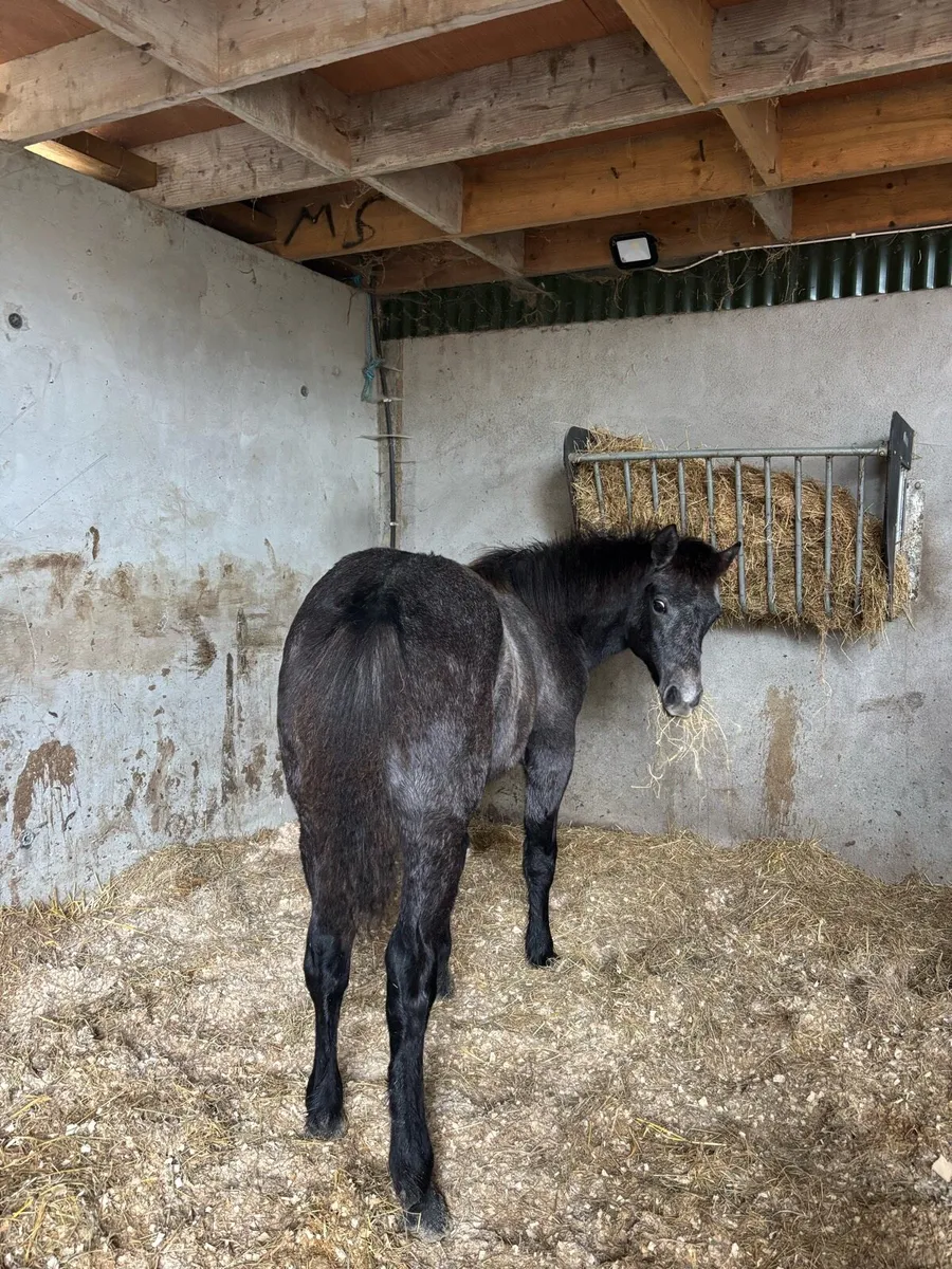 Connemara filly foal - Image 1