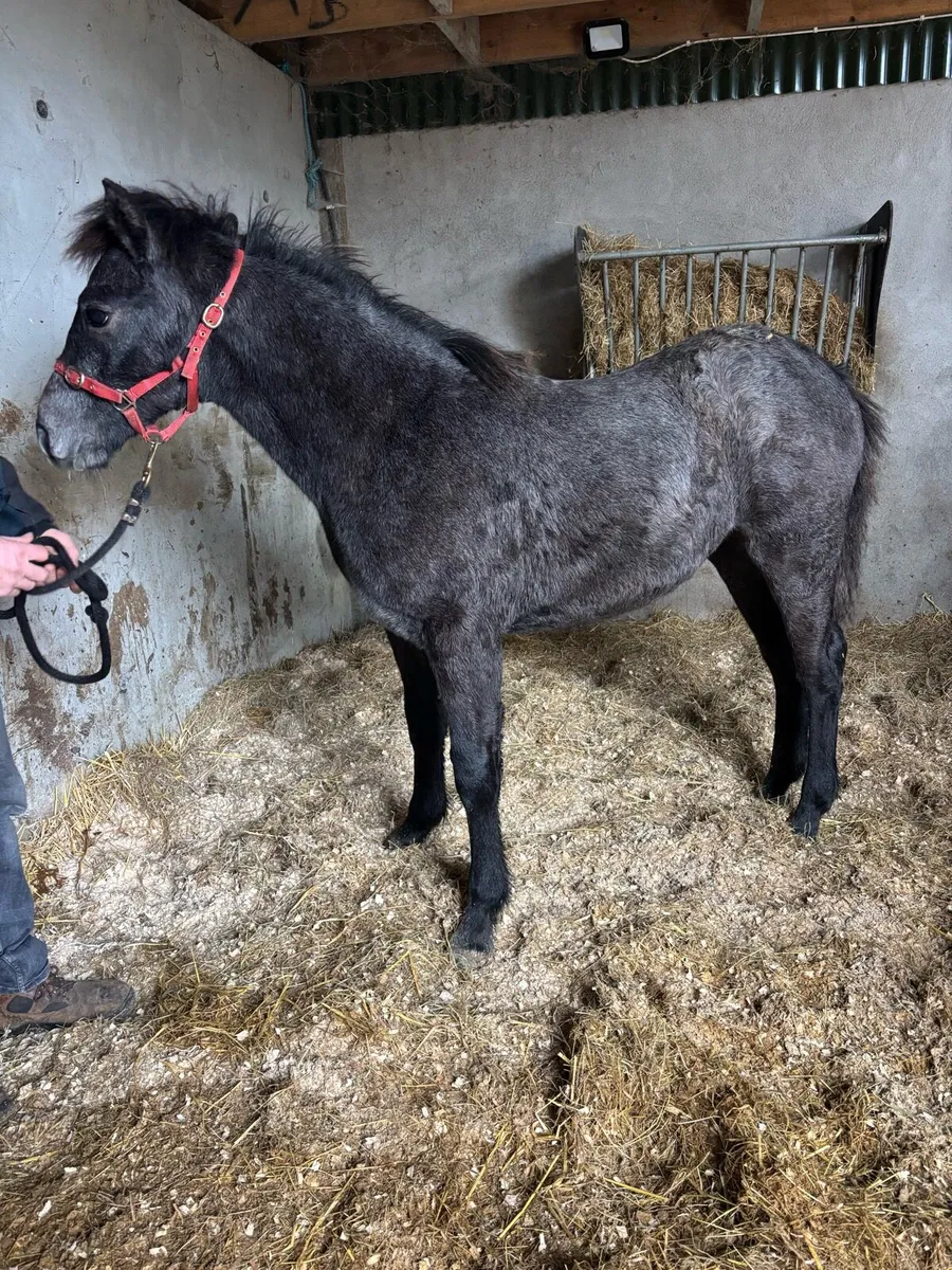 Connemara filly foal - Image 4