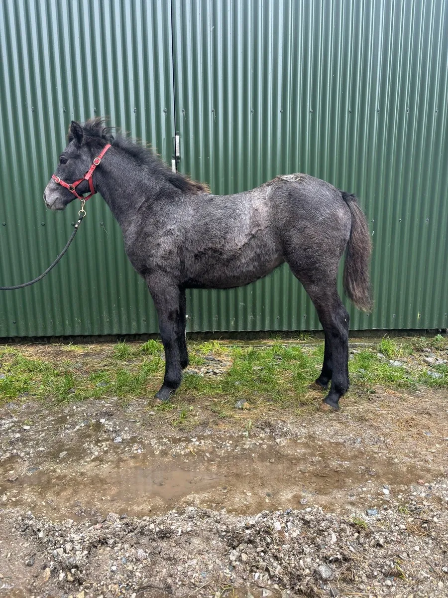 Connemara filly foal - Image 2