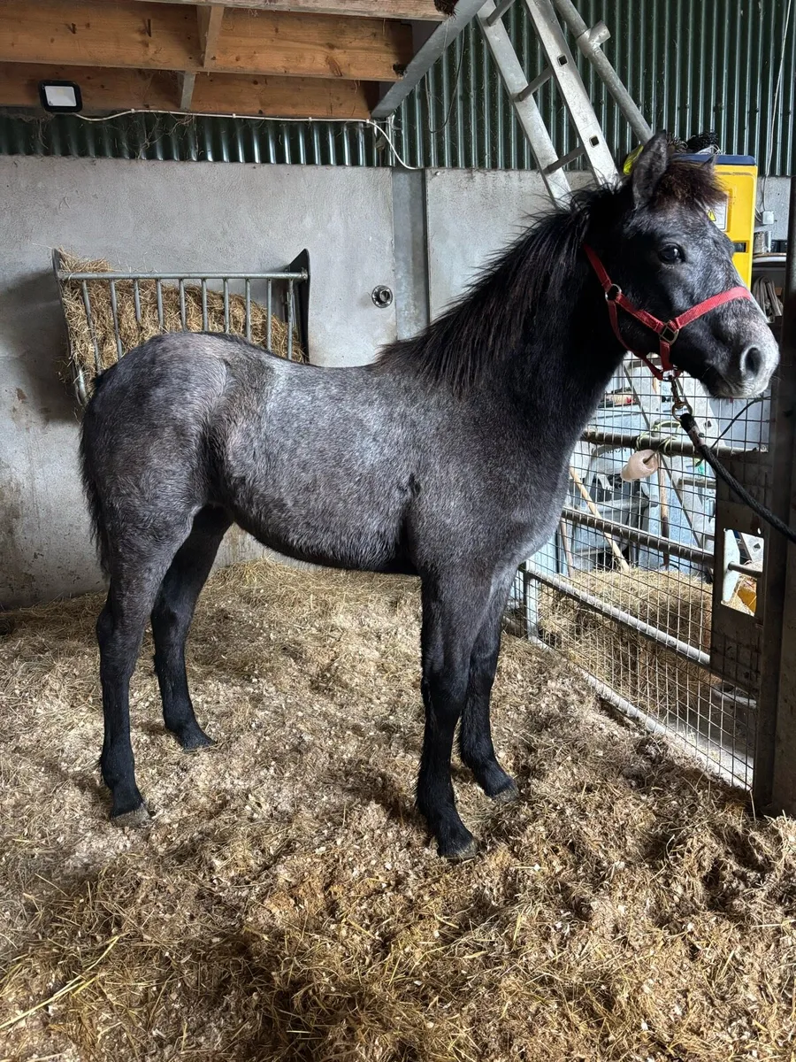 Connemara filly foal - Image 3