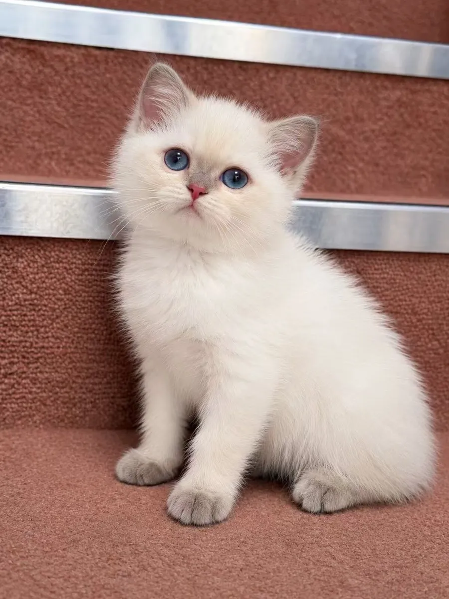 Purebreed British shorthair male - Image 1