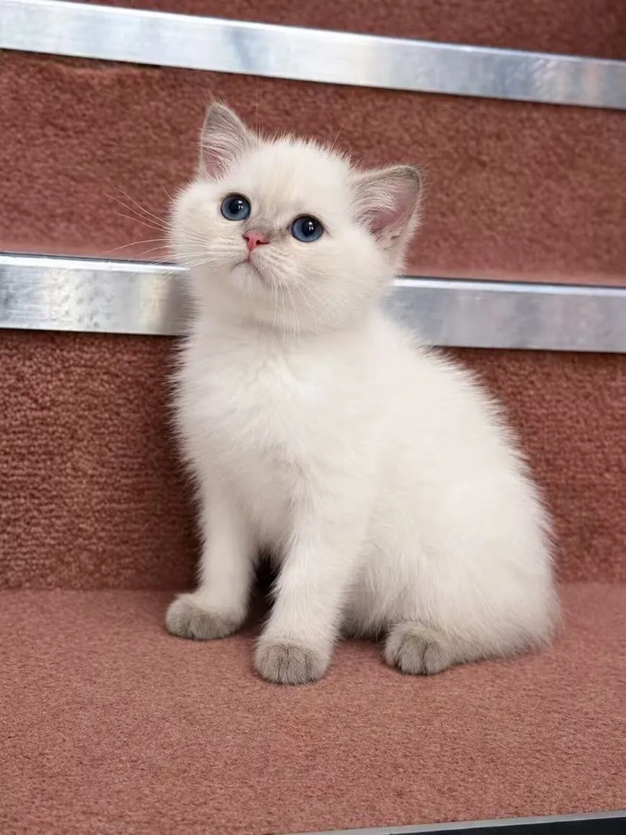 Purebreed British shorthair male - Image 2