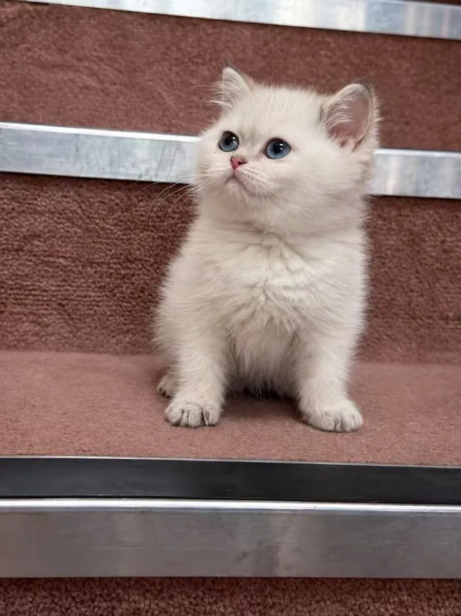 Purebreed British shorthair male - Image 4