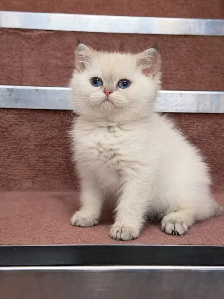 Purebreed British shorthair male - Image 3