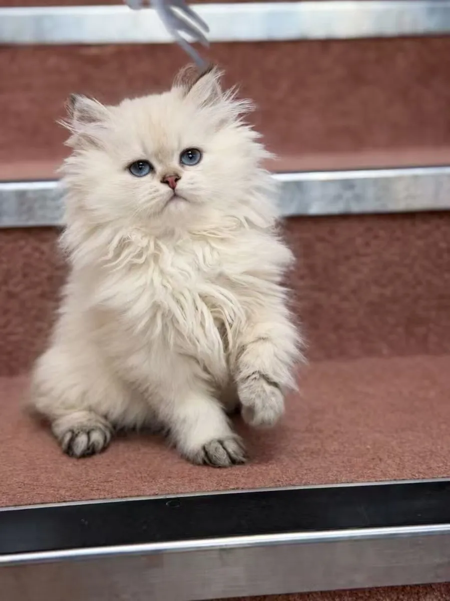 Purebred British longhair boy - Image 2