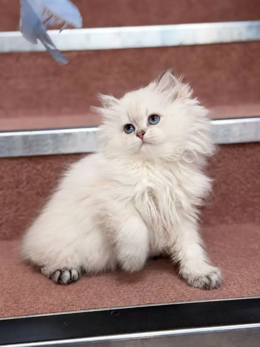 Purebred British longhair boy - Image 1