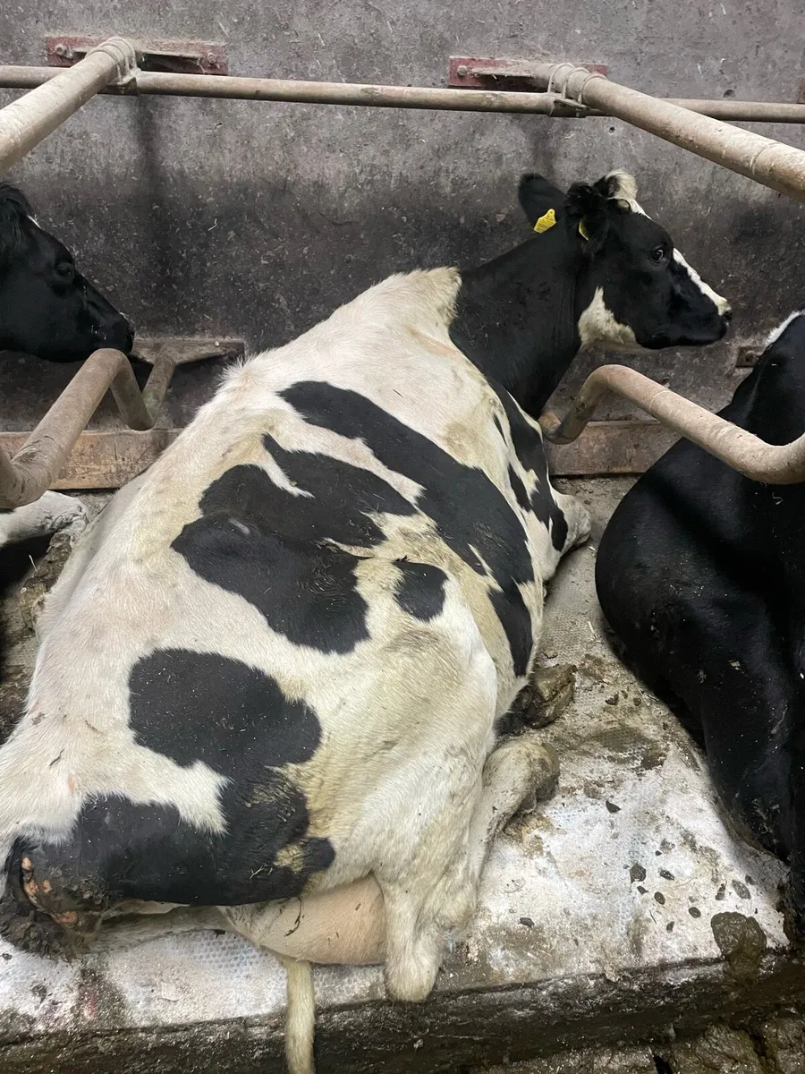 Cows to feed calves - Image 1