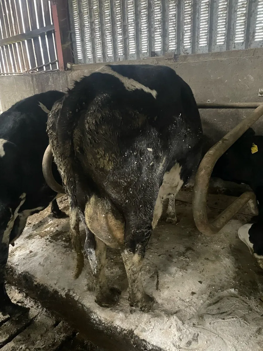 Cows to feed calves - Image 2