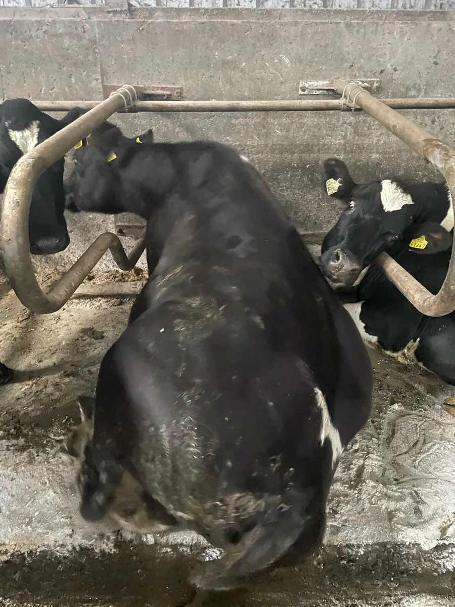 Cows to feed calves - Image 3