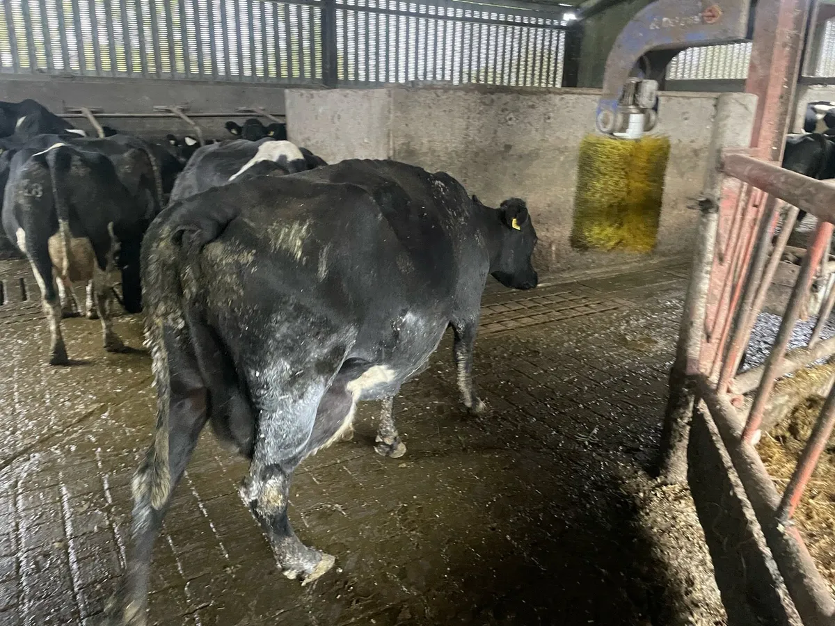Cows to feed calves - Image 4