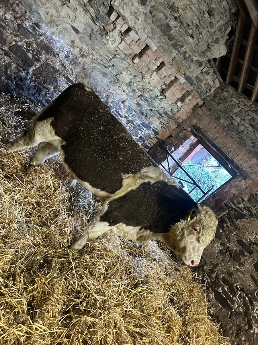 Chx wealing bull - Image 1