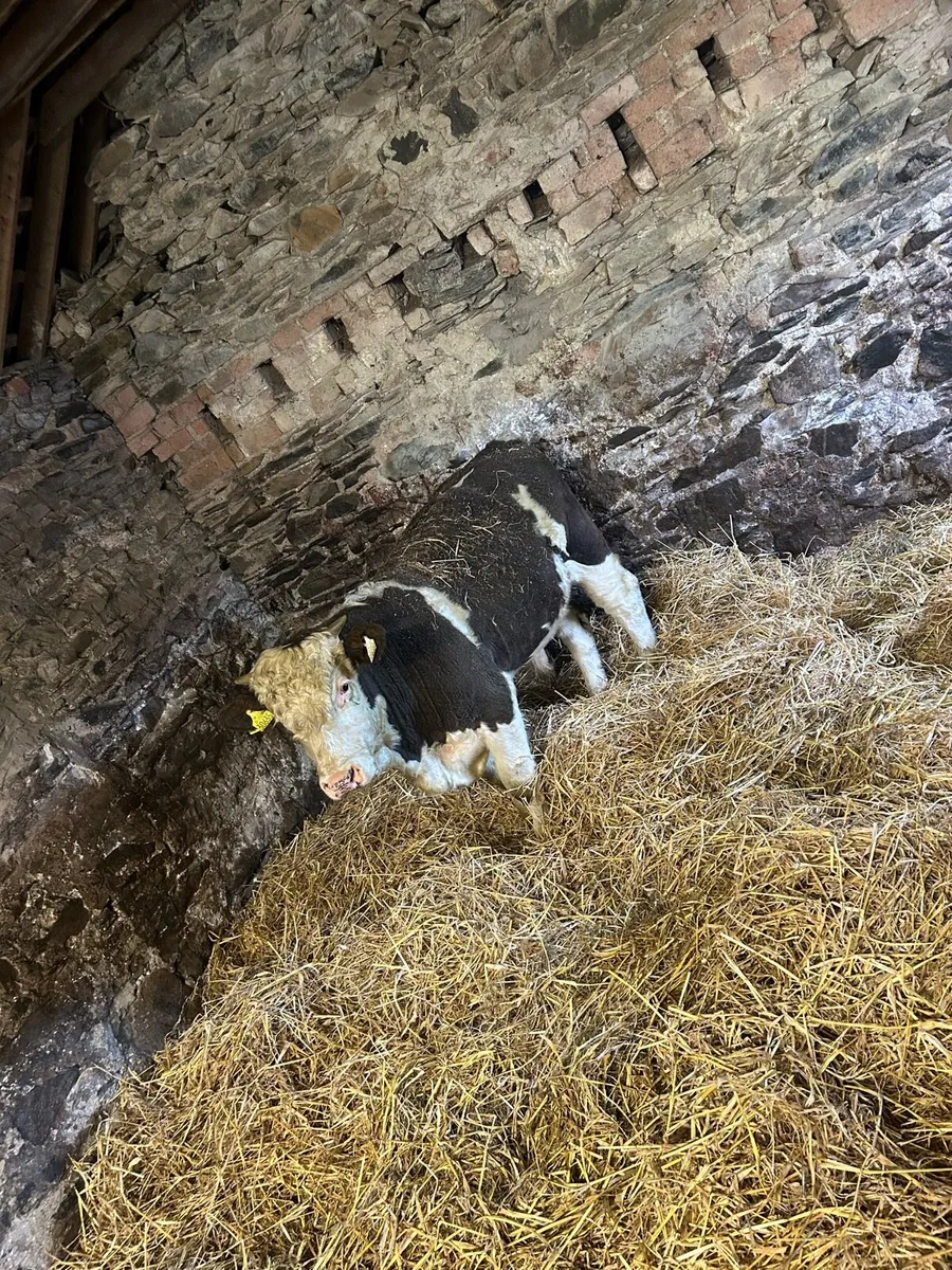 Chx wealing bull - Image 2