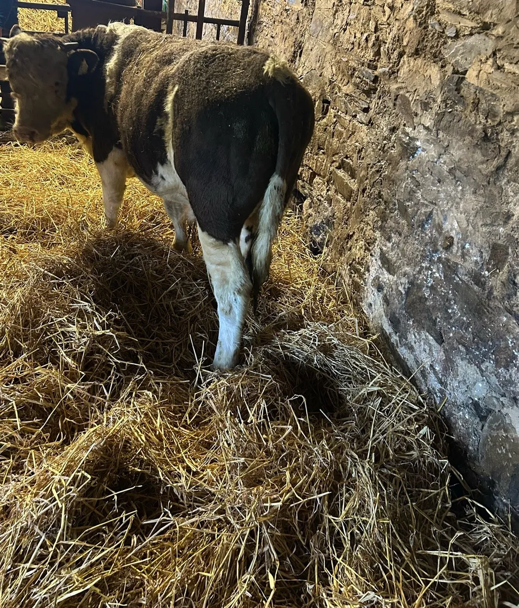 Chx wealing bull - Image 4