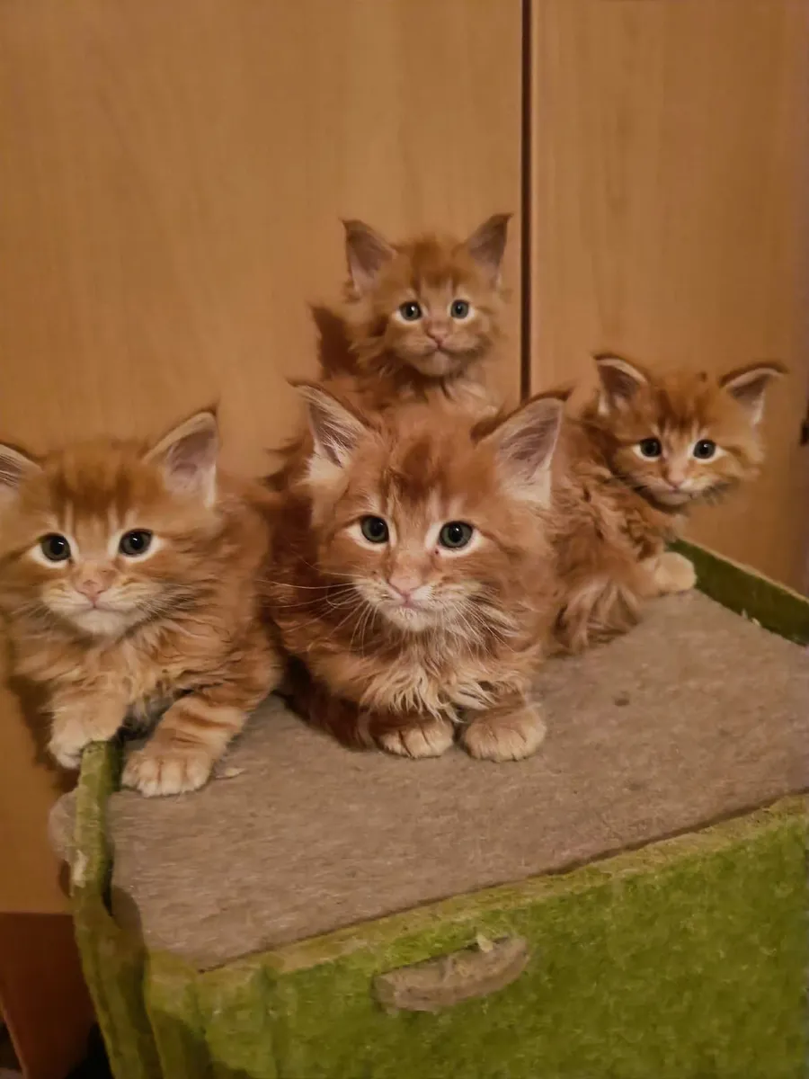 Maine Coon kittens for sale - Image 2