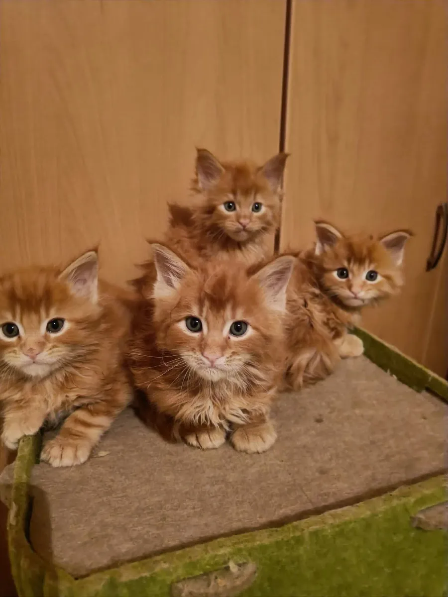 Maine Coon kittens for sale - Image 3