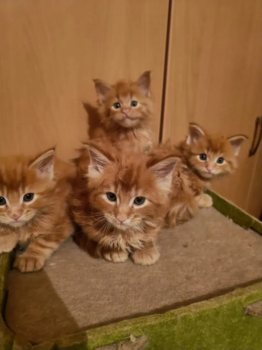 Maine Coon kittens for sale - Image 4