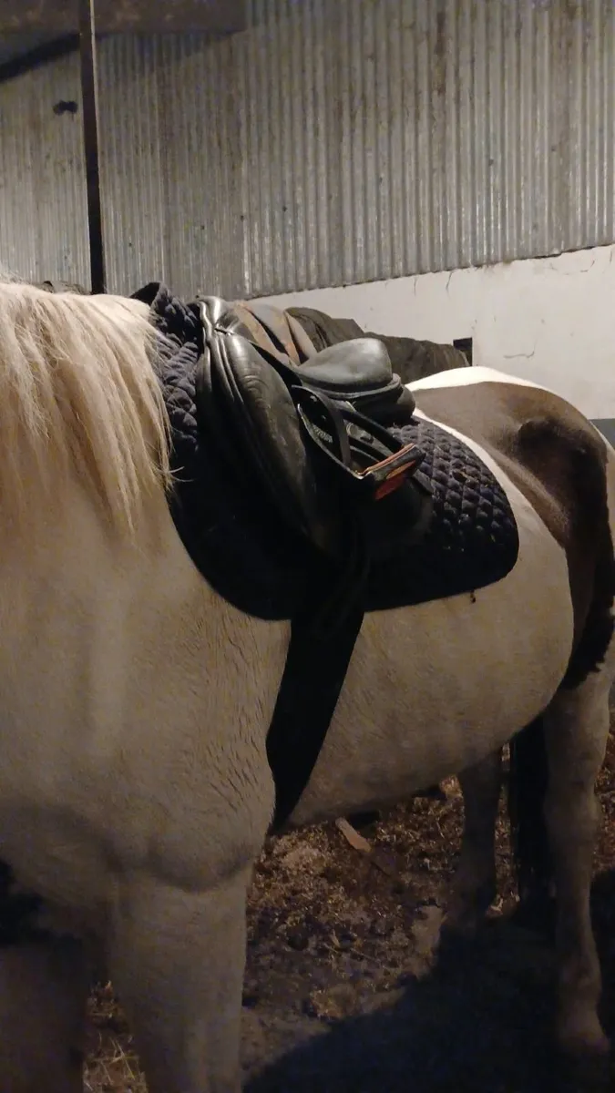 Companion or lightly ridden  🐴❤️ - Image 4