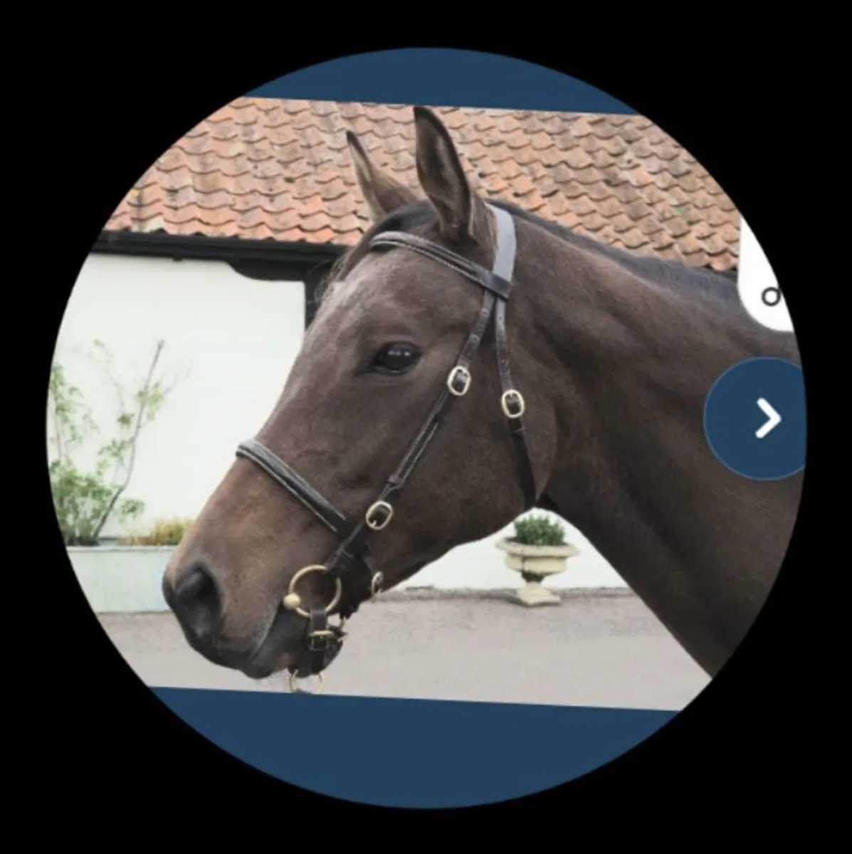 TB Mare - Image 2