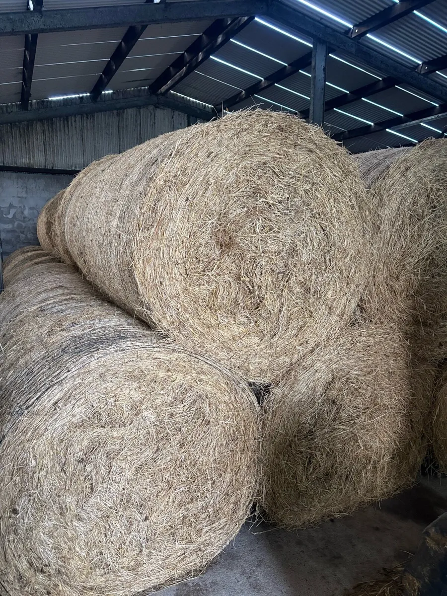 Round bales of hay
