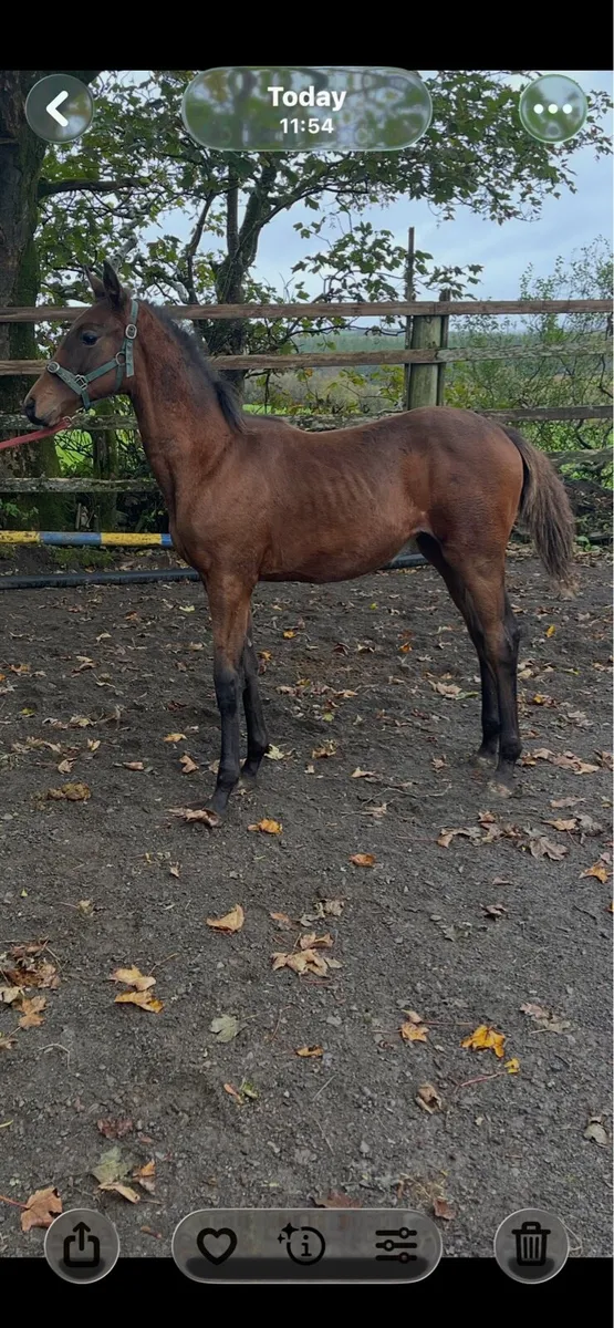 Foal - Image 2