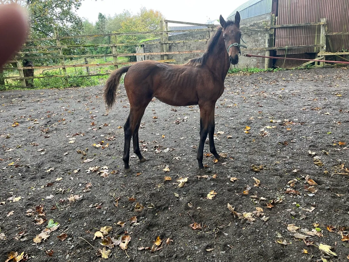 Foal - Image 3