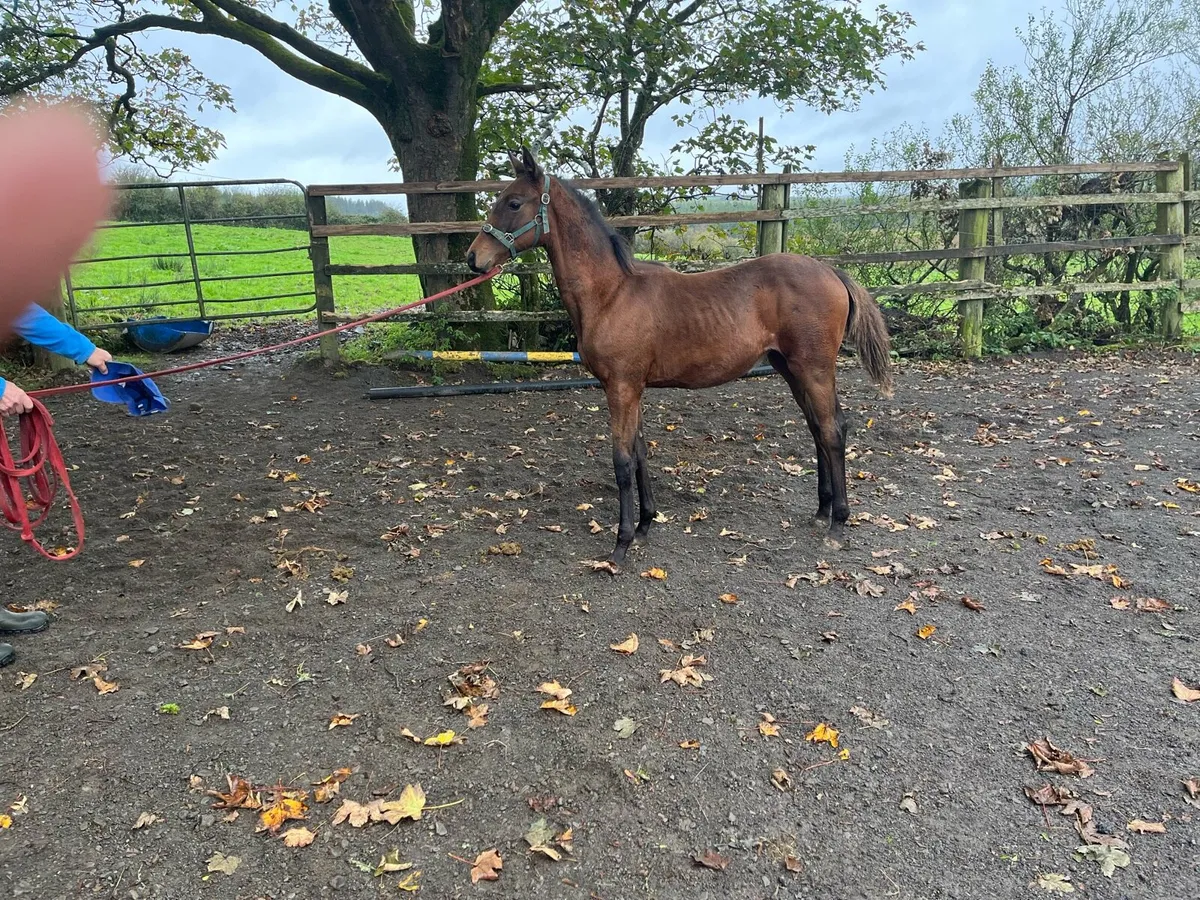 Foal - Image 4