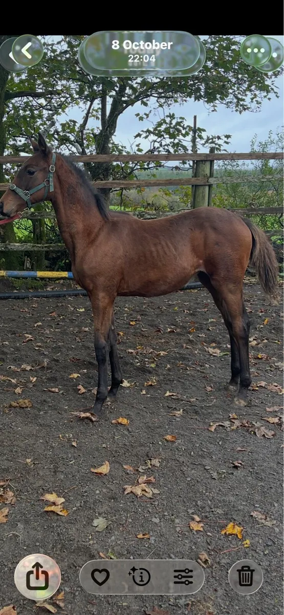 Foal - Image 1