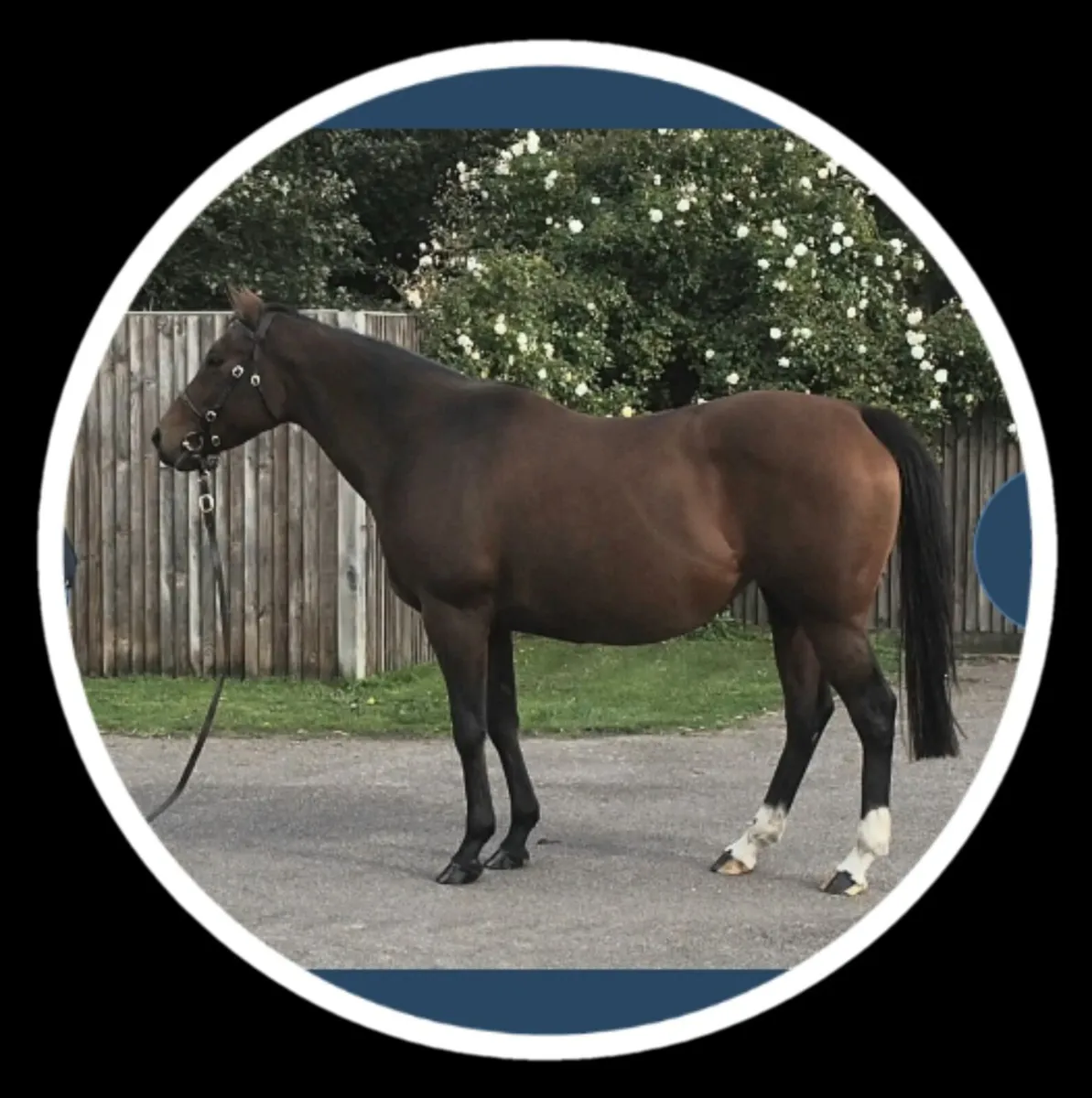 TB Mare - Image 1